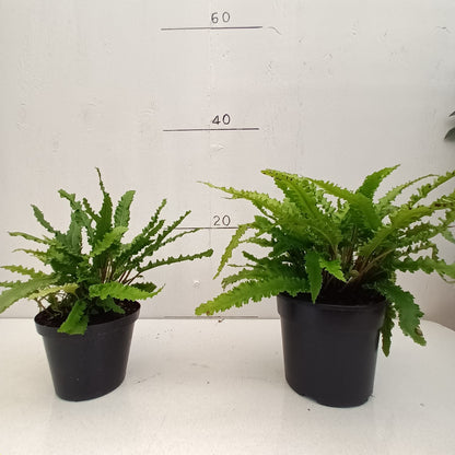 Fern Polystichum Rigens