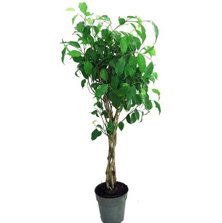 Ficus Braided Benjmina