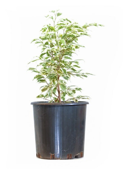 Ficus Bushy Benjamina