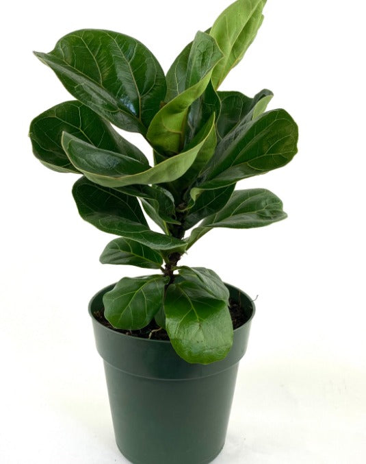 Ficus Bushy Lyrata Bambino