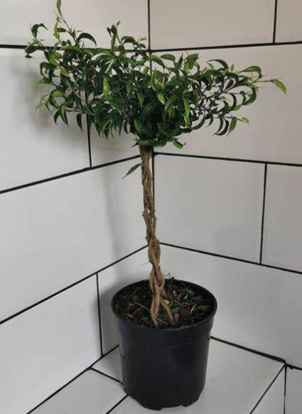 Ficus Bushy Moclame