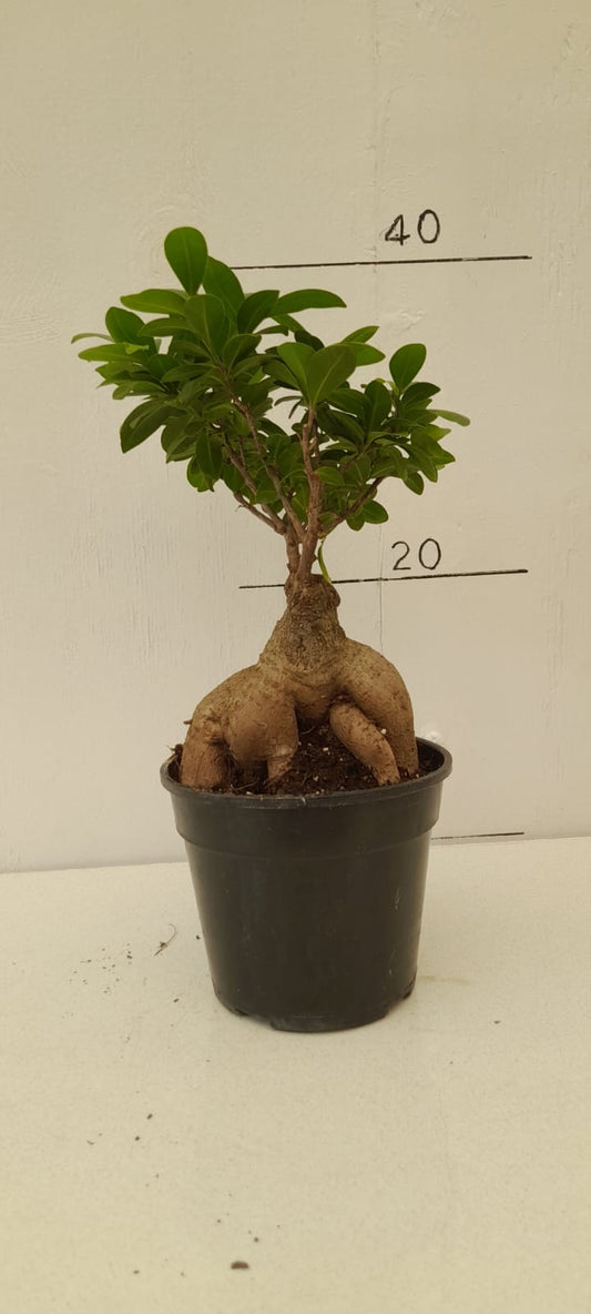 Ficus GinSeng