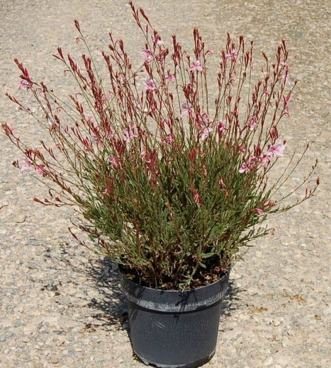 Gaura