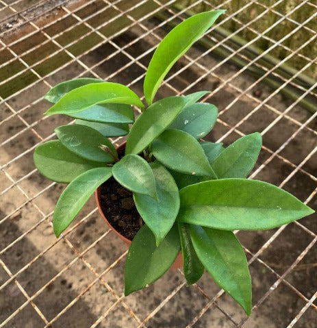 Hoya Carnosa Green