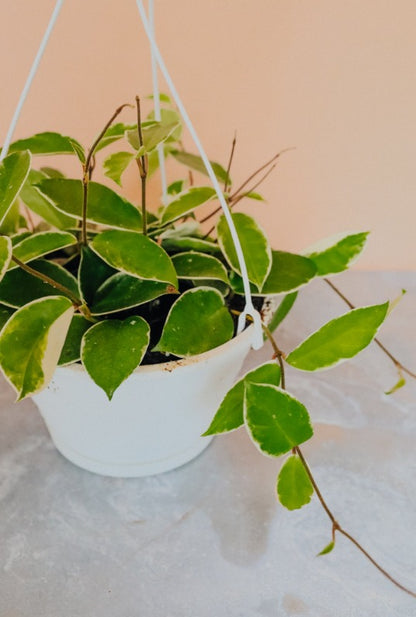 Hoya Carnosa Variegated H/B