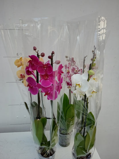 Phalaenopsis Orchids (one spike)