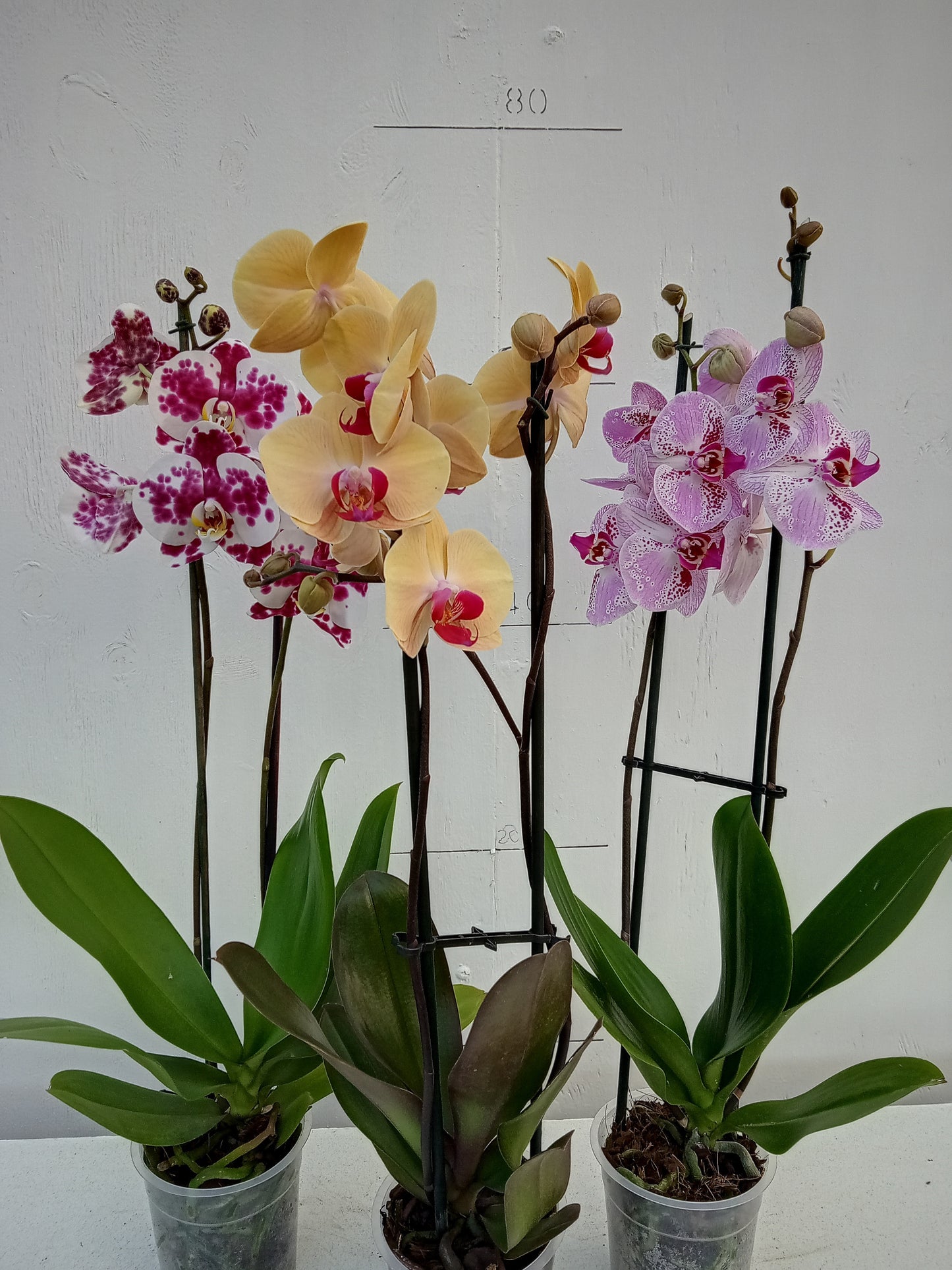 Phalaenopsis Orchids (one spike)