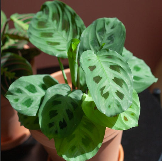 Maranta Kerchoveana HB