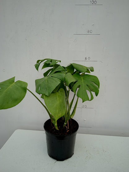 Monstera