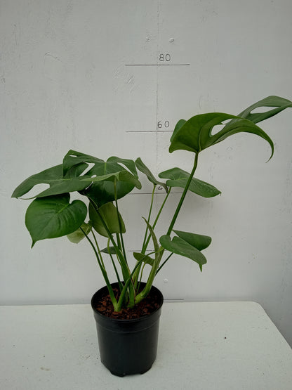 Monstera