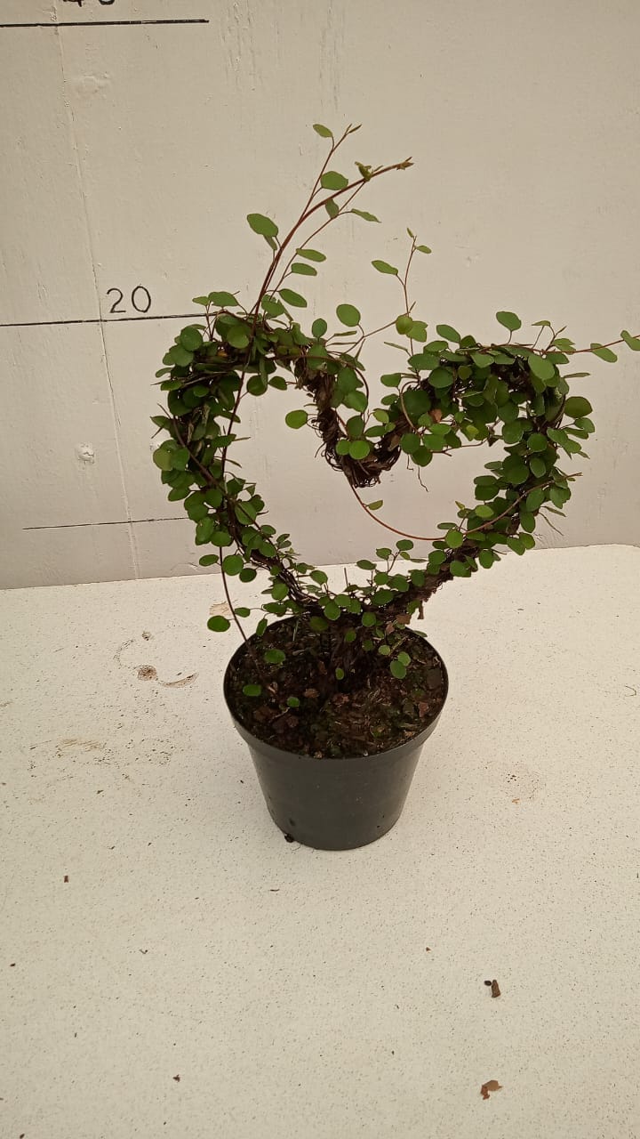 Muehlenbeckia Heart