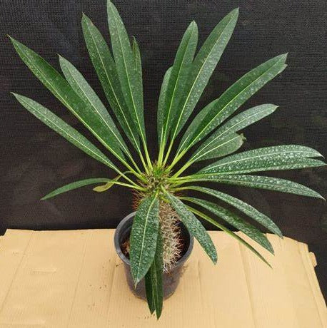 Pachypodium Lamerii