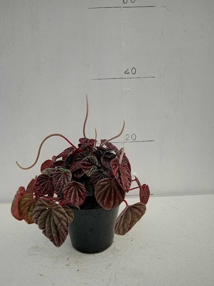 Peperomia Caperata (Green/Red)