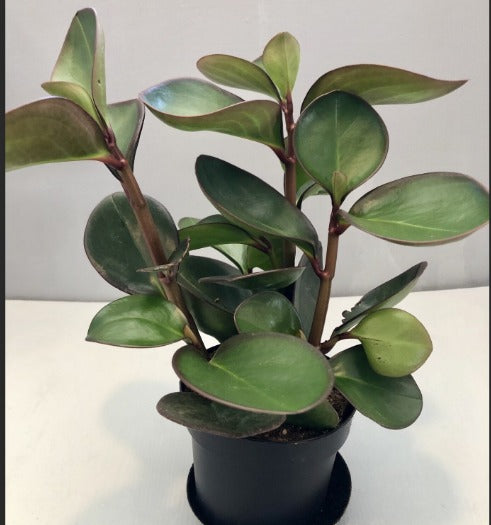 Peperomia Obtusifolia Red Edge