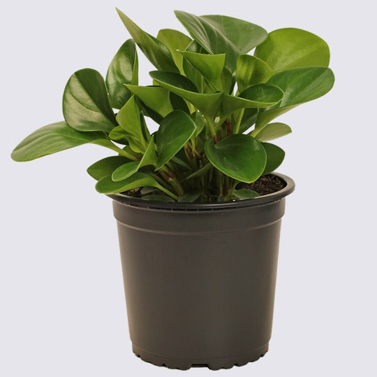 Peperomia USA