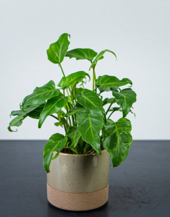 Philodendron Kubla Khan (Zanadu)