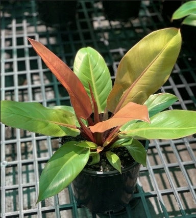 Philodendron Prince of Orange