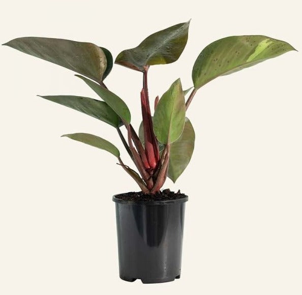 Philodendron Rojo Congo