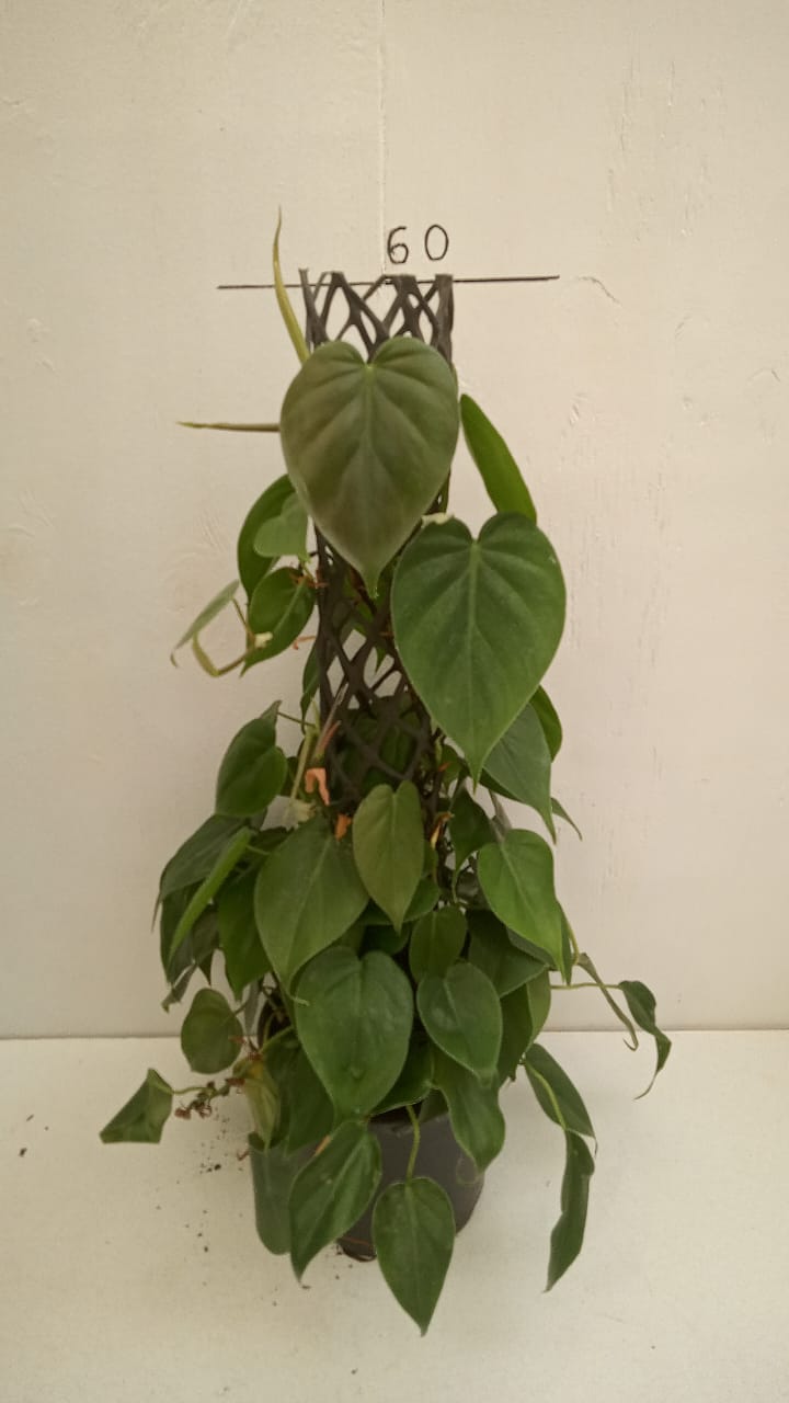 Philodendron Scandens Green