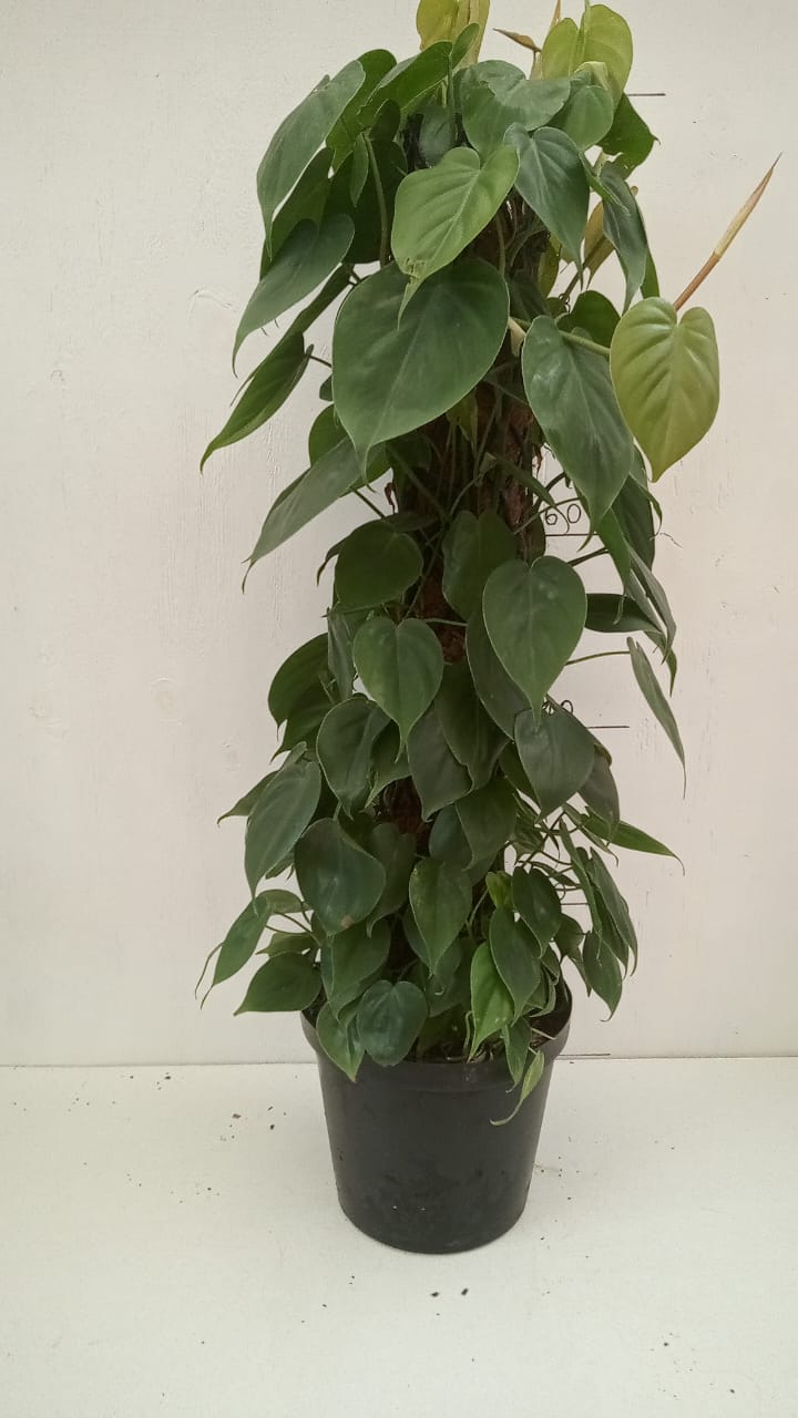 Philodendron Scandens Green