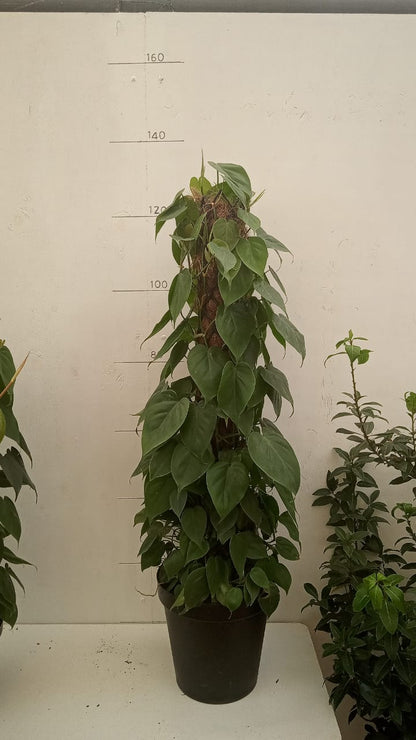 Philodendron Scandens Green