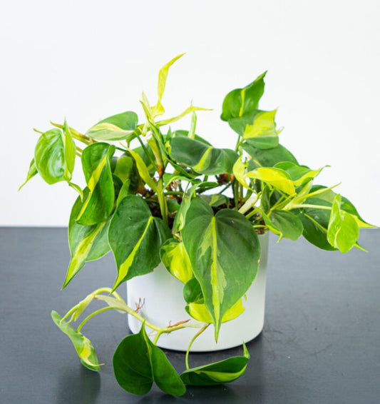 Philodendron Scandens (Mica)