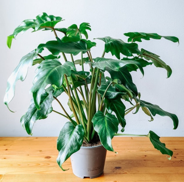 Philodendron Selloum