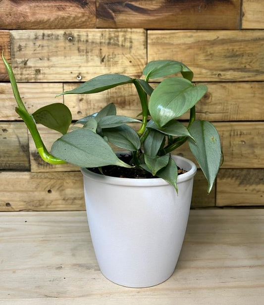 Philodendron Silver Wings