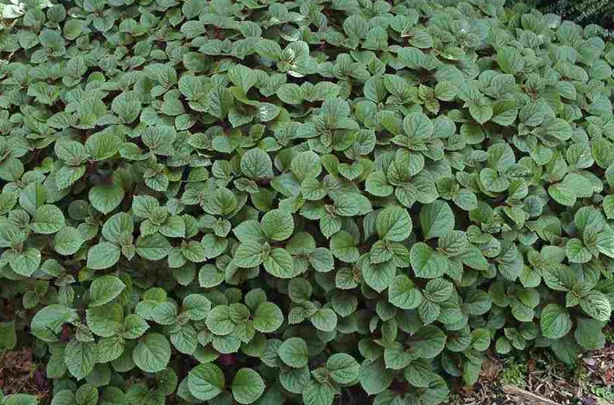 Plectranthus Cillatus Aureus