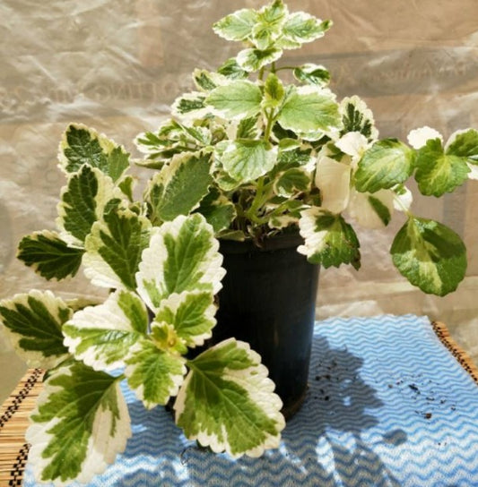 Coleus Madagascariensis 16cm