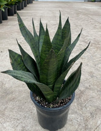 Sanseveria Green Snake plant