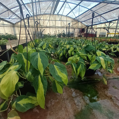 Philodendron Scandens (Mica)