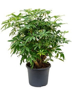 Schefflera Arboricola Bushy