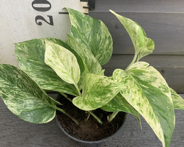 Scindapsus Scanden Marble Queen