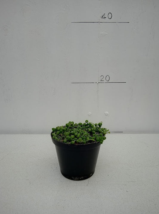 Senecio Round 12cm