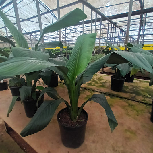 Spathiphyllum Sensation