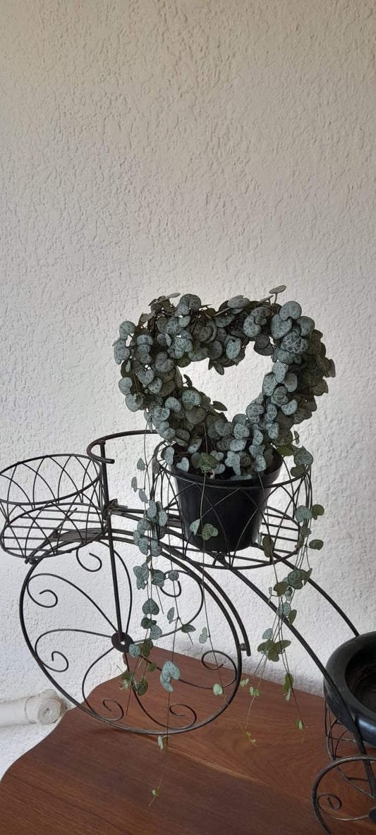 Ceropegia (String of hearts) on heart shaped wire