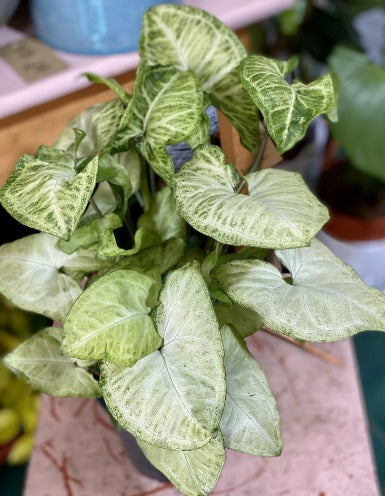 Syngonium White Butterfly