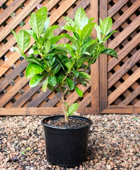 Viburnum Sinensis