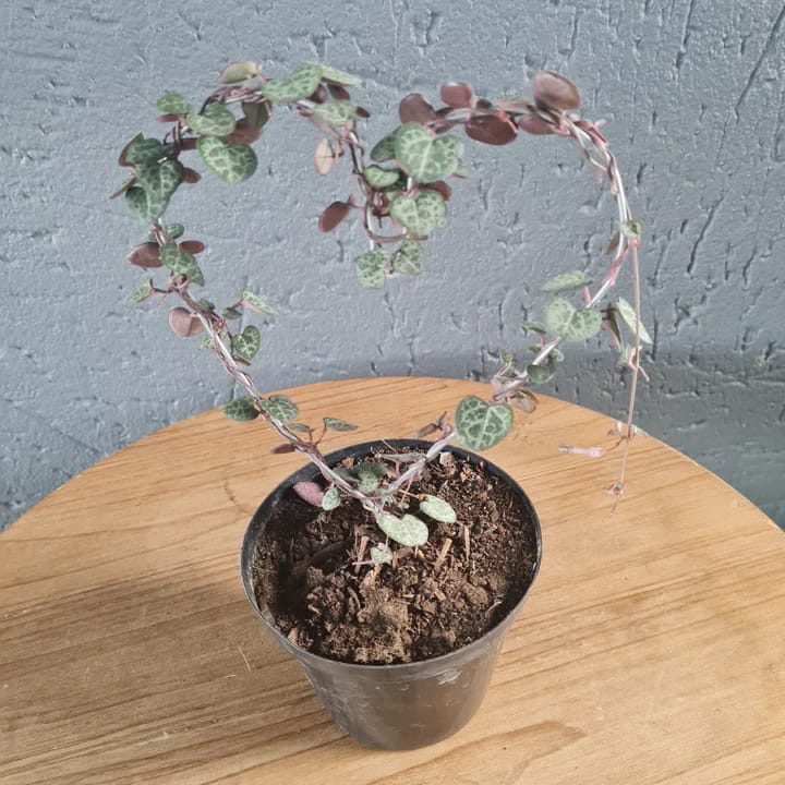 Ceropegia (String of hearts) on heart shaped wire