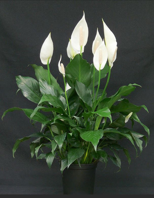 Spathiphyllum Peace Lily