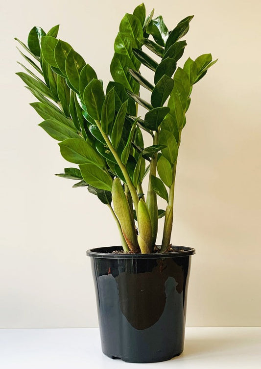 Zamioculcas Zamiifolia