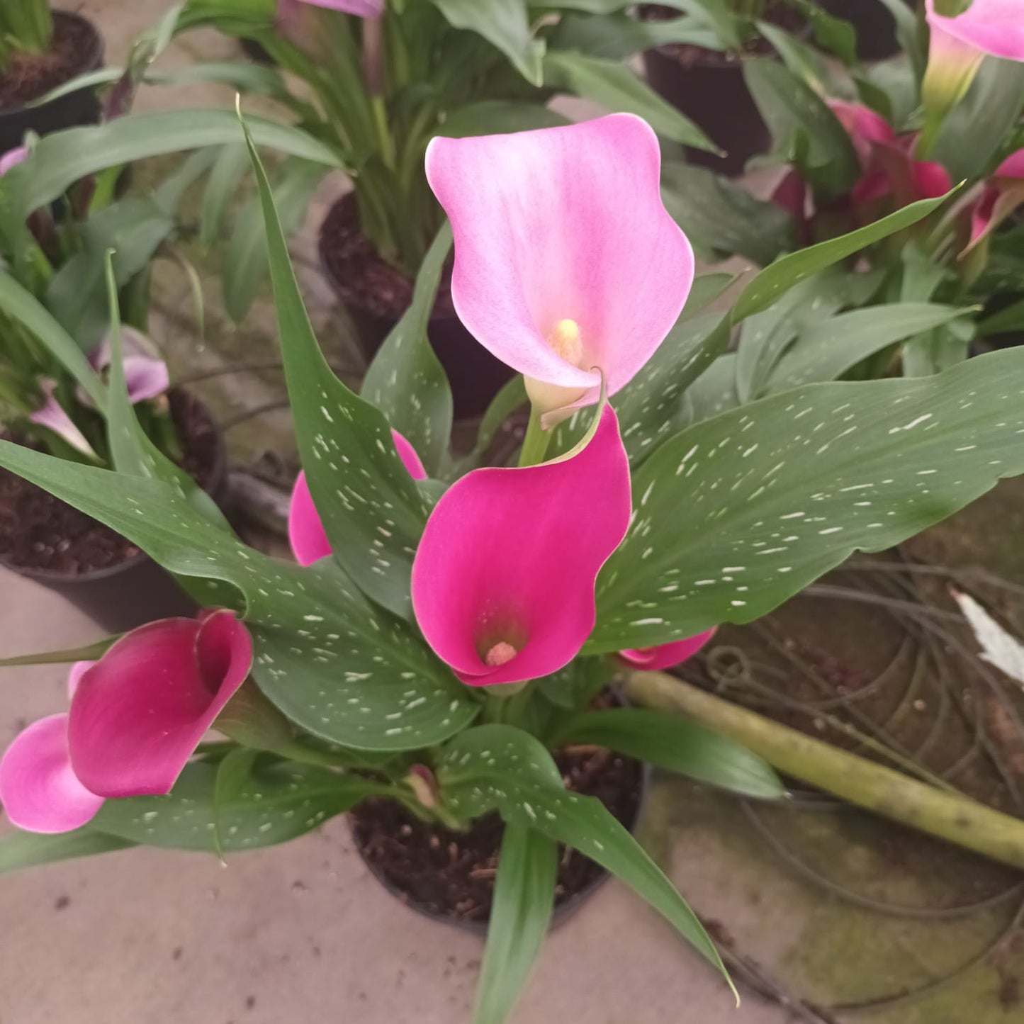 Zantedeschia (Calla Lily)