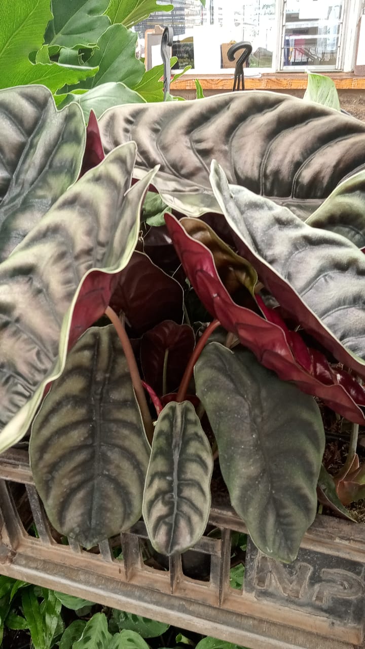 Alocasia Red Secret