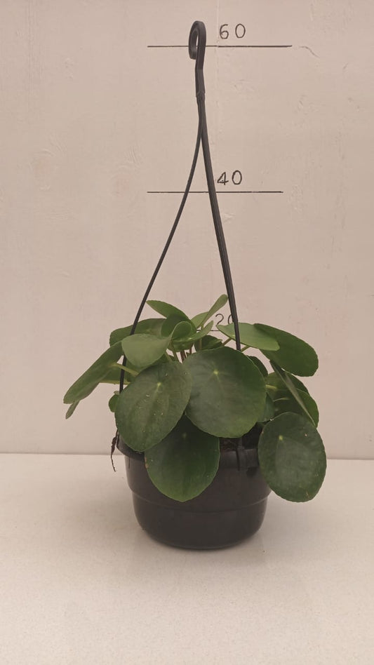 Pilea Peperomioides (Chinese Money Plant)