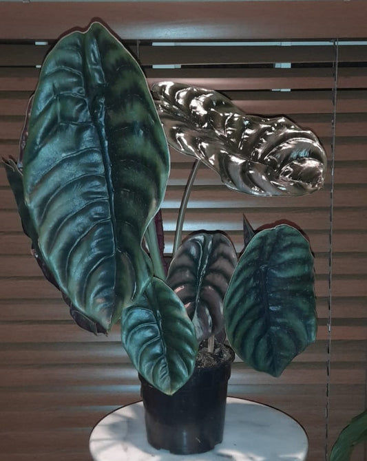 Alocasia Red Secret