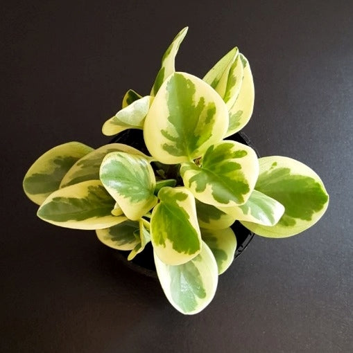 Peperomia Julii