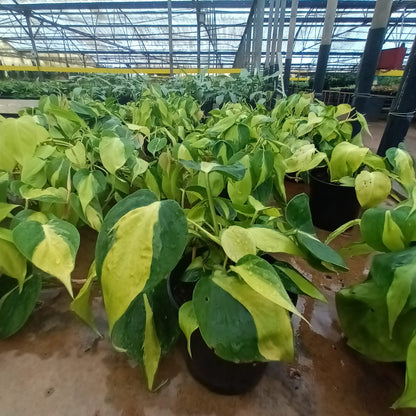 Philodendron Scandens (Mica)