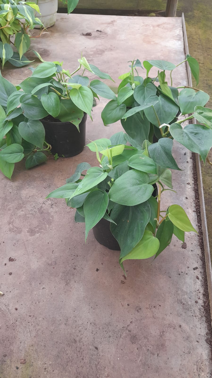 Philodendron Scandens Green