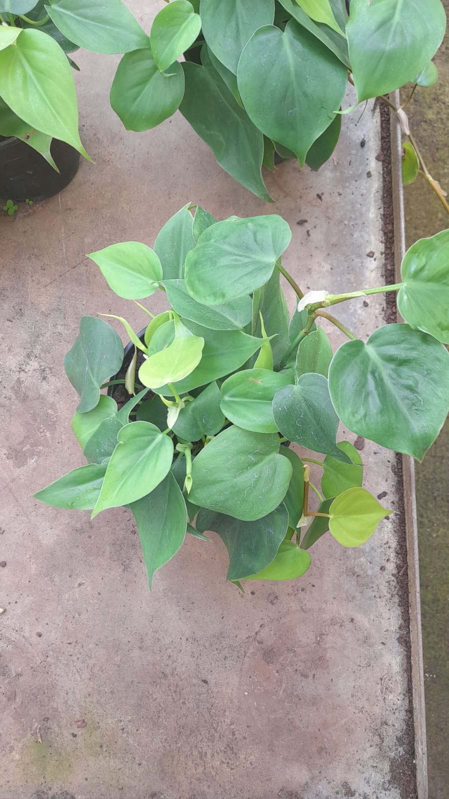 Philodendron Scandens Green